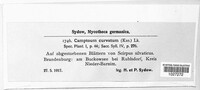 Physalospora scirpi image